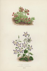 Thymus azureus; Campanula garganica (litografía en color)