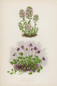 Thymus Striatus; Erpetion Reniforme (litografía en color)