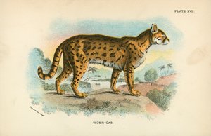 Gato tigre de English School