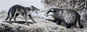 Diente y Garra: Animales en Combate