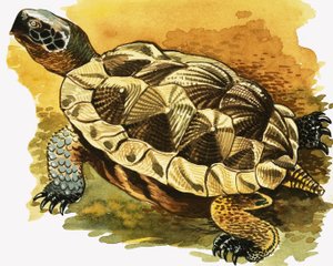 Tortuga