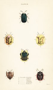 Escarabajos tortuga: Omocerus bicornis, Cassida scalaris, Cassida micans, Cassida echinata, Cassida perforata, Cassida luctuosa de English School