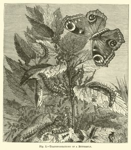 Transformaciones de una mariposa