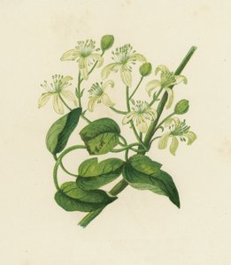 Alegría del viajero, Clematis Vitalba (litografía en color) de English School