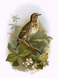 Bisbita arbóreo