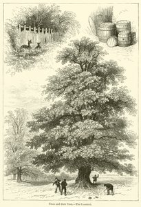Árboles y sus usos, El castaño de English School