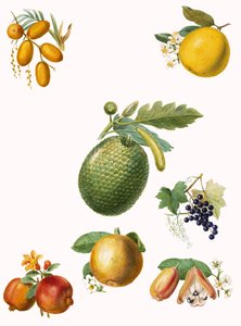 Fruta tropical