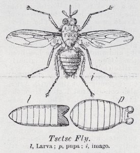 Mosca Tsetsé