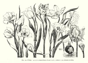 Tulipanes; misma flor carmesí; amarillo; carmesí; blanco de English School
