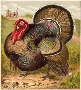 Turquía