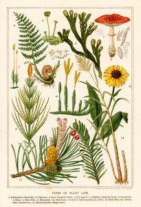 Tipos de plantas (litografía en color) de English School