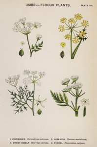 Plantas umbelíferas (litografía en color) de English School