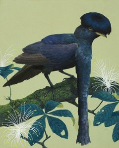 Pájaro paraguas de English School