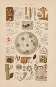 Al microscopio: Hongos, algas, líquenes, etc. (litografía en color) de English School