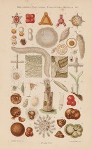 Al microscopio: Gregarinida, Polycystina, Foraminifera, Rotifera, etc (litografía en color) de English School