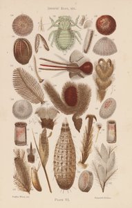 Bajo el microscopio: Huevos de insectos, etc (litografía en color) de English School