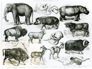 Ungulados o animales con pezuñas de English School