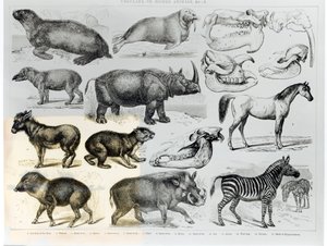Ungulados o animales con pezuñas de English School