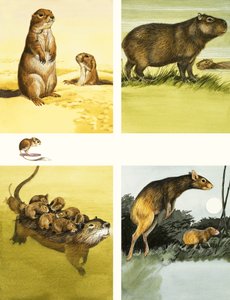 Montaje de animales no identificados incluyendo coipo