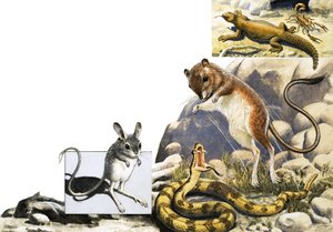 Montaje de animales no identificados con jerbo, serpiente y escorpión