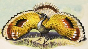 Pájaro no identificado de English School
