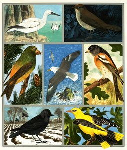 Montaje de pájaro no identificado