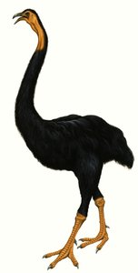 Ave no identificada, posiblemente un Moa