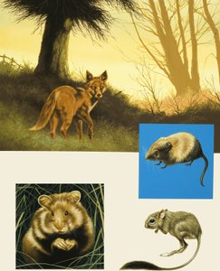 Montaje de animales de campo no identificados, incluyendo un zorro
