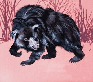 Animal peludo no identificado de English School