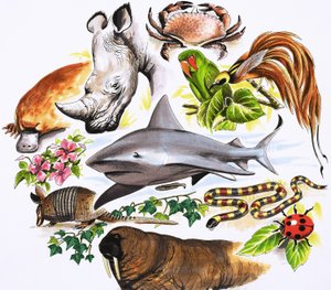 Montaje no identificado de animales