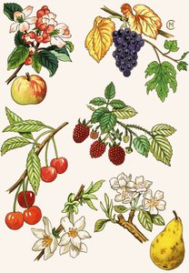 Montaje no identificado de frutas y bayas