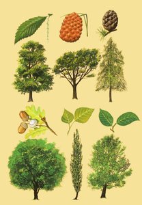 Montaje no Identificado de Árboles y Hojas