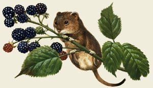 Ratón no identificado trepando un arbusto de moras