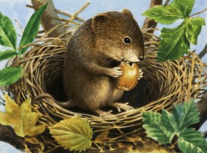 Ratón no identificado comiendo bellota en nido