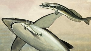 Tiburón y pez sin identificar