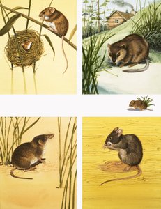 Montaje de pequeños mamíferos no identificados, incluyendo ratones y topillos