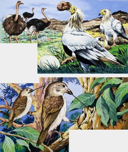 Hábitos alimenticios inusuales de las aves