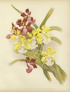 Vanda insignis y var scroederiana