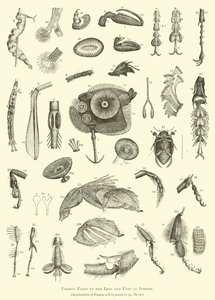 Varias partes de las patas y pies de los insectos de English School
