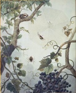 Varias arañas y una web, ilustración de 