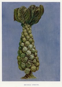 Guía del horticultor: Coles de Bruselas (litografía en color)