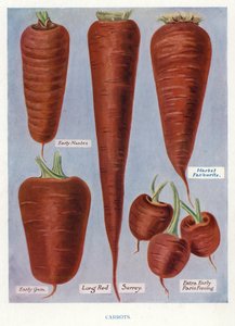 Guía del Cultivador de Vegetales: Zanahorias (litografía en color)