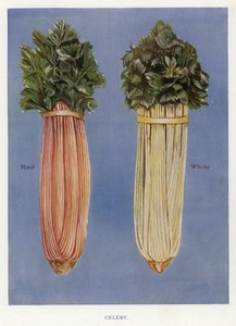 Guía del cultivador de vegetales: Apio