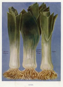 Guía del cultivador de vegetales: Puerros