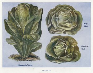 Guía del cultivador de vegetales: Lechugas de English School