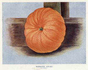 Guía del Cultivador de Vegetales: Calabaza Gigante (litografía en color)