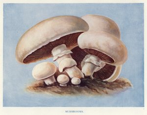 Guía del cultivador de vegetales: Hongos