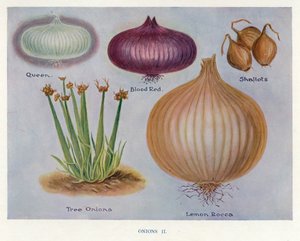 Guía del Cultivador de Vegetales: Cebollas
