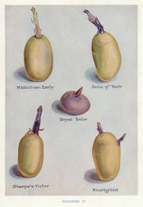 Guía del horticultor: Patatas (litografía en color)
