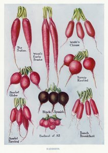 Guía del cultivador de vegetales: Rábanos